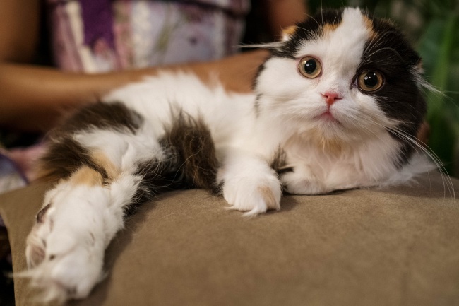 &quot;智谋绝伦!解析四大生肖的狡猾智慧，难以被人算计!&quot;