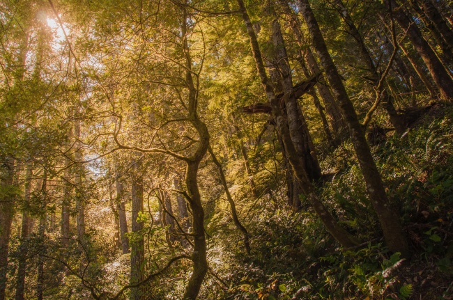 2024年最容易生儿子的生肖 子孙满堂家门兴旺