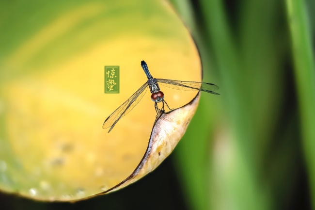 &quot;逆向心理迷局!揭秘对他越好,他越不珍惜的四大生肖男!&quot;