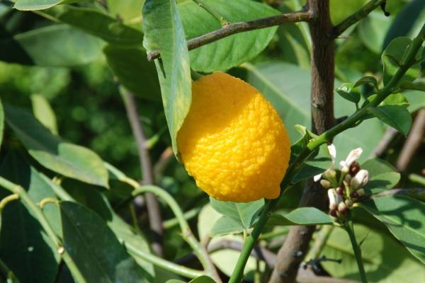 &quot;幸福婚姻即将来临!四大生肖女带你走向新颖吸引力的结婚人生!&quot;