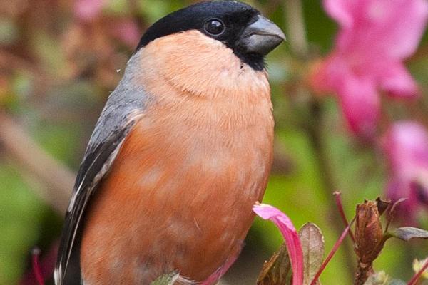 默契伴侣：四组生肖配对展现新颖吸引力，共同书写和谐恩爱篇章!