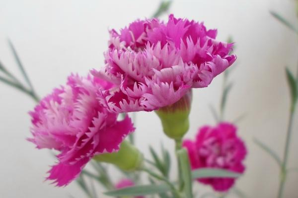 72年属鼠51岁交运是哪一天，交运期间需有注意什么