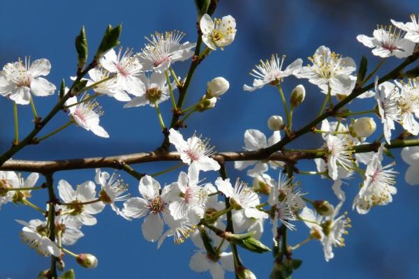 1997年属牛一生坎年在何时，97年牛的劫难在几岁