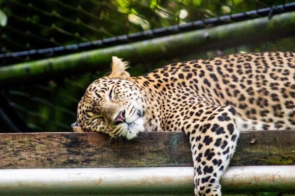 2024最健康运势最佳的三大生肖 让人非常羡慕 2024最健康运势最佳的三大生肖 让人非常羡慕