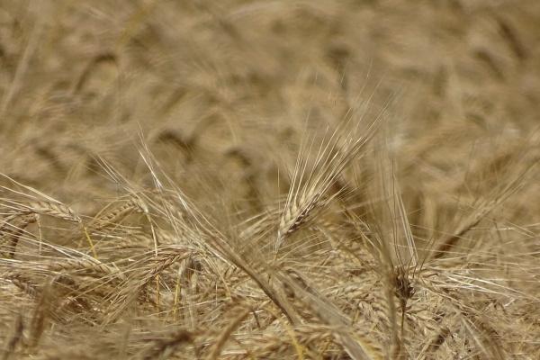 1976年属龙交运时间,1976年属龙人什么时候交运 1976年属龙交运时间,1976年属龙人什么时候交运