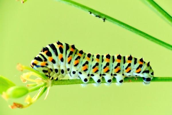 2024年属什么生肖什么属性 木龙之命命运怎么样