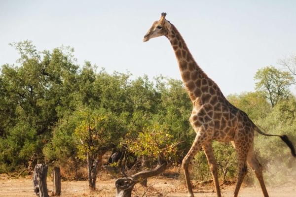 &quot;旺夫不可挡!四大生肖女教你如何成为男人梦寐以求的对象!&quot;