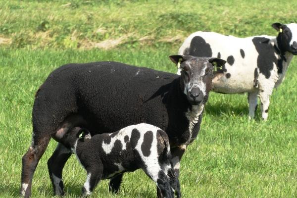 第一运程 2023年8月25日十二生肖运势解析