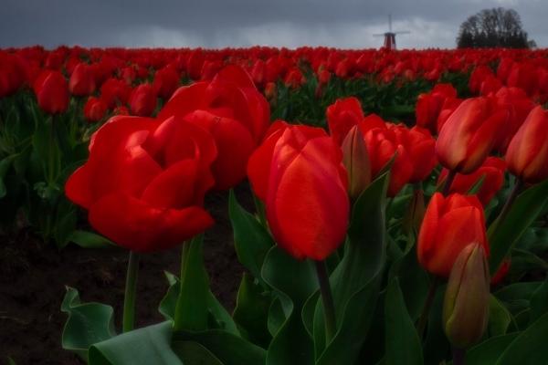 属马男离不开属猴女吗为什么 原因是什么