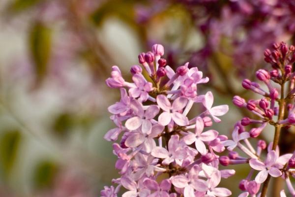 &quot;独特魅力!四大生肖女带你探索天生旺夫运的秘密!&quot;
