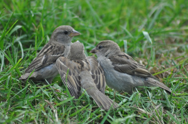 二婚女的三大生肖 注定二婚的结局