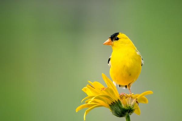 属马人吃定属猴什么意思 他们关系怎么样