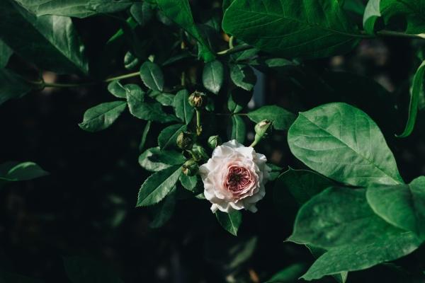 2024年7月桃花运最旺生肖 猴马鸡求得姻缘上上签 2024年7月桃花运最旺生肖 猴马鸡求得姻缘上上签