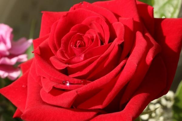 2024年属兔终于转运了，运势如何