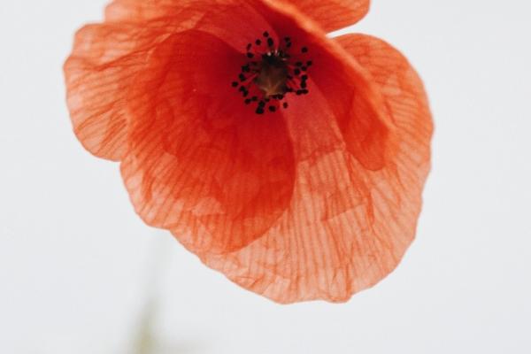 2023年8月22日冲什么生肖 时辰相冲对照表 2023年8月22日冲什么生肖 时辰相冲对照表