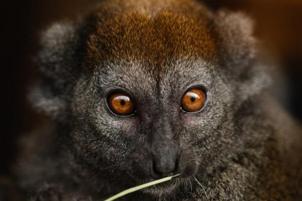 2023年8月16日生肖相冲 黄历生肖冲煞 2023年8月16日生肖相冲 黄历生肖冲煞