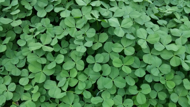 "无人能挡!四大生肖女引领旺夫运的新时代!" "无人能挡!四大生肖女引领旺夫运的新时代!"