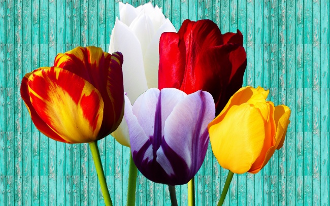 虎男的婚配属相最好 最佳婚配是哪个生肖 虎男的婚配属相最好 最佳婚配是哪个生肖