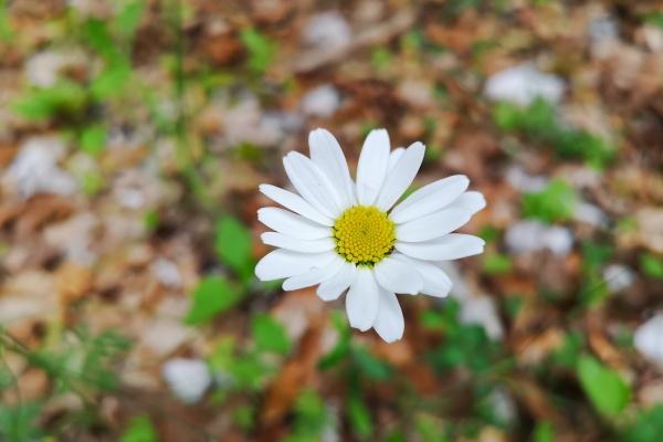 &quot;脱单倒计时!四大生肖女带你探索近期幸运爱情的新境界!&quot;