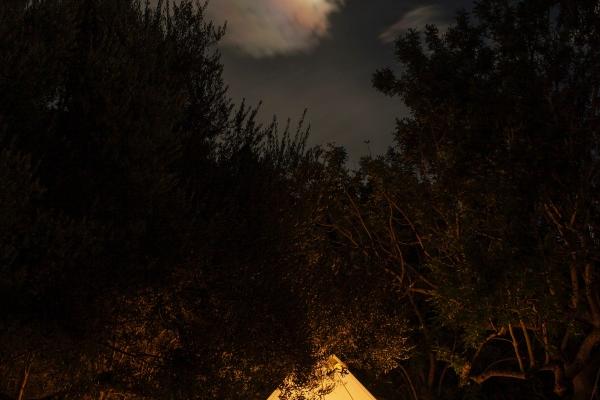 属虎的今年有桃花运吗 感情生活如何 属虎的今年有桃花运吗 感情生活如何