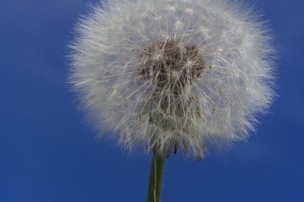 2024年下半年最衰的生肖有哪些 希望没有你上榜 2024年下半年最衰的生肖有哪些 希望没有你上榜