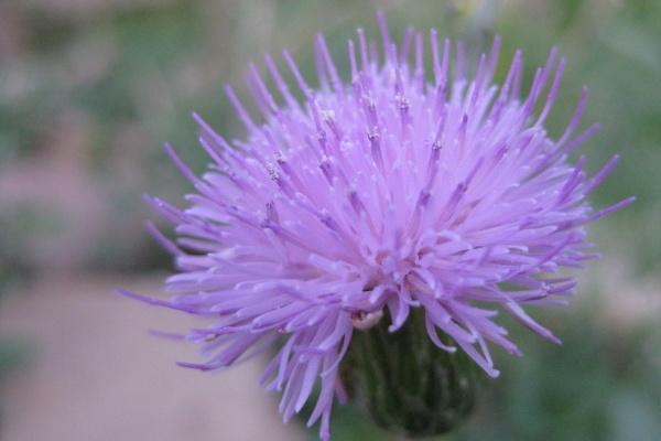 2024年6月运气最好的生肖 你上榜了吗 2024年6月运气最好的生肖 你上榜了吗