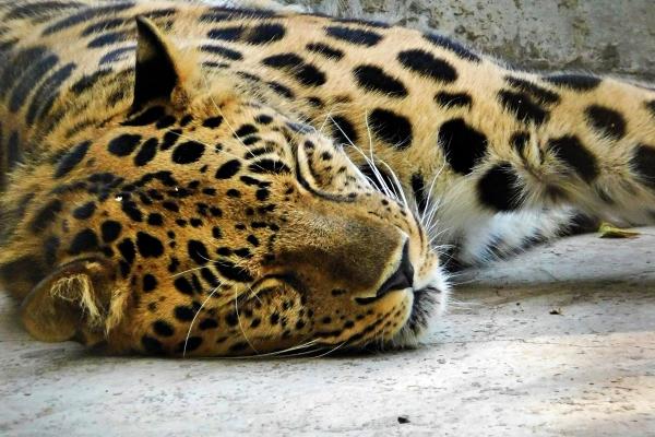 第一运程 2023年9月15日十二生肖运势解析