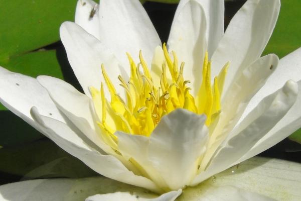 2023年8月24日生肖相冲 今日属相冲什么 2023年8月24日生肖相冲 今日属相冲什么