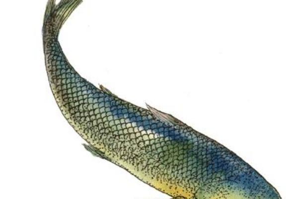 2023年8月6日生肖相冲查询 十二时辰冲属相