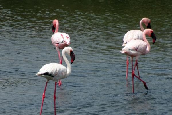 2024年5月桃花运最旺生肖第一名 水月之中属鸡人最为旺盛 2024年5月桃花运最旺生肖第一名 水月之中属鸡人最为旺盛