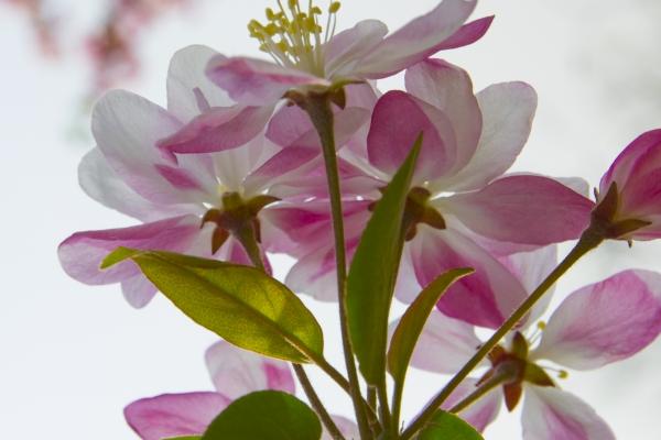 2024年4月财运逆天的生肖 鼠马猪财神爷光顾财源滚滚 2024年4月财运逆天的生肖 鼠马猪财神爷光顾财源滚滚