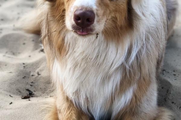 2024年运势12生肖运势详解 各生肖运势情况 2024年运势12生肖运势详解 各生肖运势情况