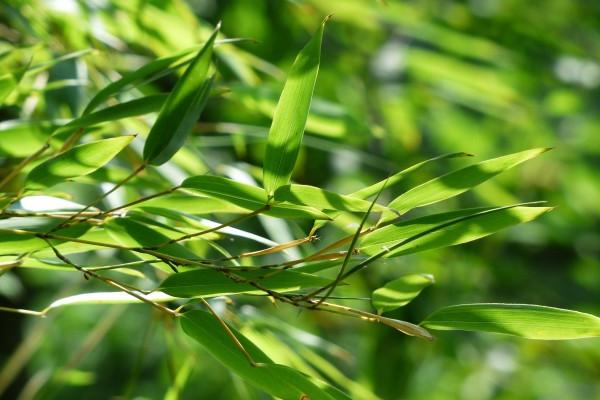 2024年10月桃花运爆棚属相 top4前四大点名 2024年10月桃花运爆棚属相 top4前四大点名