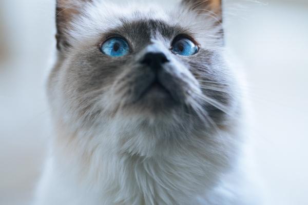 2024年10月正桃花最好的生肖 牛兔龙迎来浪漫爱情 2024年10月正桃花最好的生肖 牛兔龙迎来浪漫爱情