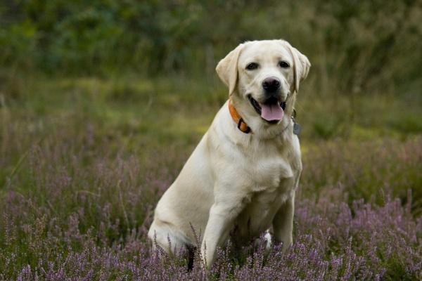 1958年属狗人2024年全年运势详解  66岁生肖狗2024年每月运势