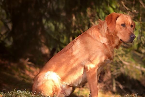 2024年运气好的生肖 哪四个生肖运势好 2024年运气好的生肖 哪四个生肖运势好