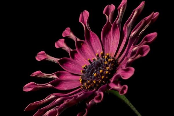 97年属牛女最佳对象 哪些属相最配对 97年属牛女最佳对象 哪些属相最配对