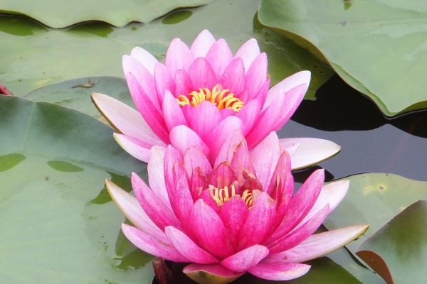 属鸡今日运势 属鸡今日运势