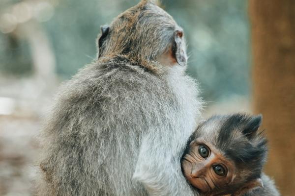 什么蛇是好命蛇,属蛇几月出生运势最好 什么蛇是好命蛇,属蛇几月出生运势最好