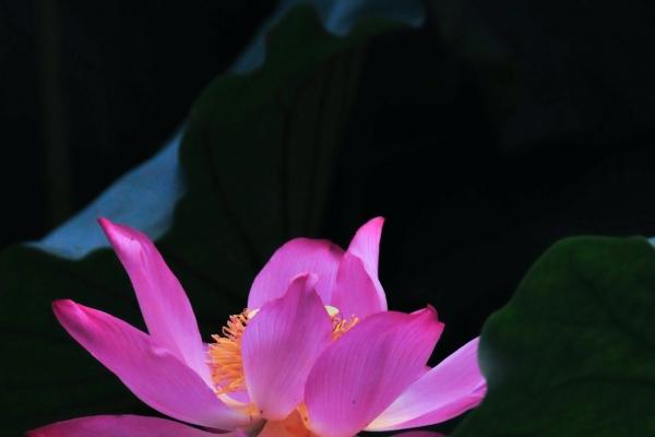 第一运程 2023年10月1日十二生肖运势解析 第一运程 2023年10月1日十二生肖运势解析