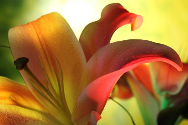 2016年属猴人2024年全年运势详解  8岁生肖猴2024年每月运势