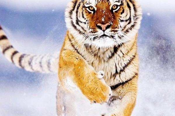 属兔人跟谁一起最穷，属兔的应远离谁