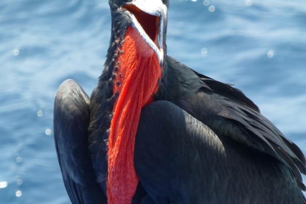 2024要犯太岁的生肖 什么叫做犯太岁 2024要犯太岁的生肖 什么叫做犯太岁