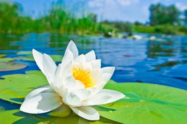 六十四岁属猪是什么命,属猪人64岁命运如何 六十四岁属猪是什么命,属猪人64岁命运如何