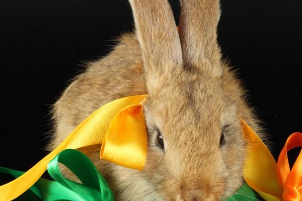 属牛人2024年整体运势及运程 2024年属牛人的全年运势详解 属牛人2024年整体运势及运程 2024年属牛人的全年运势详解