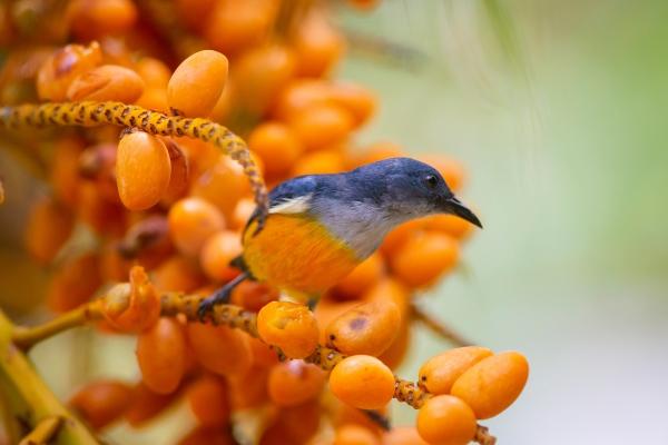 属龙的人养狗犯冲吗 龙养狗会不会破财