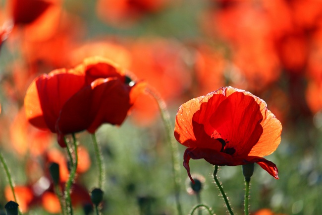 属鼠今日运势 属鼠今日运势