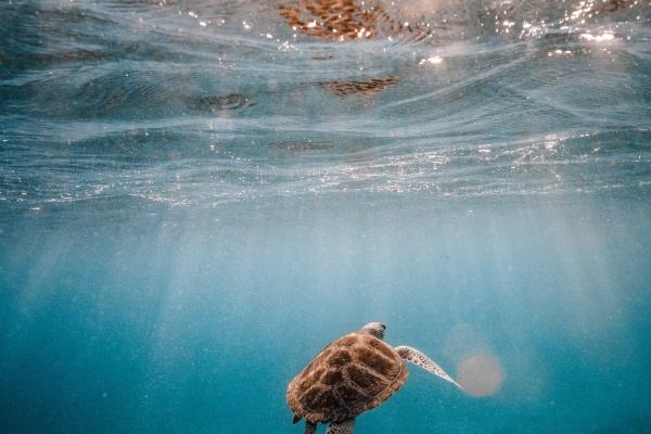 2024年披麻戴孝生肖 龙年不顺的属相 2024年披麻戴孝生肖 龙年不顺的属相