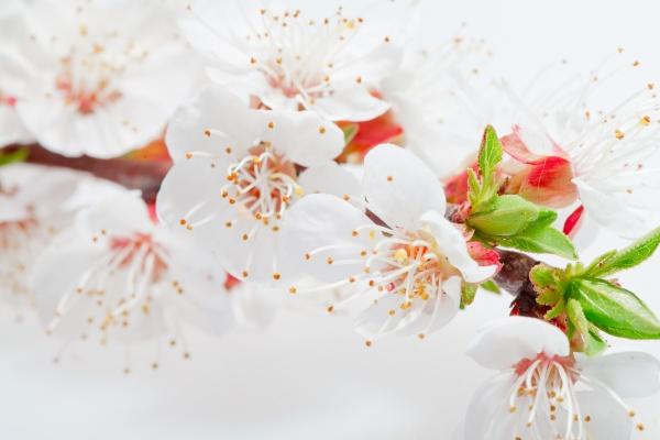 61年牛今年有桃花运吗,感情运势如何 61年牛今年有桃花运吗,感情运势如何