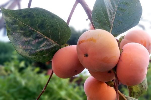 9月财运最好的生肖2024年 财运亨通龙鼠猪 9月财运最好的生肖2024年 财运亨通龙鼠猪